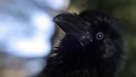 Black raven in the forest. Stock Footage 80231656