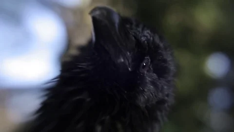 Black raven in the forest. Video stock 80231683