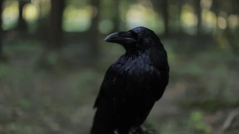 Black raven in the forest. Stock Footage 80231695