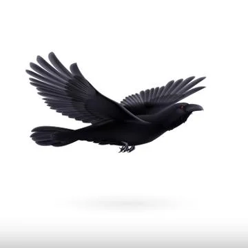 Black raven Stock Illustration