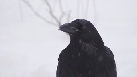 Black Raven looking at camera Stock Footage 151905030