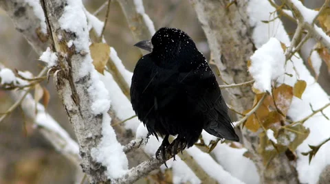 Black raven looking on tree in snow forest or city 1 Stockbeeldmateriaal 44218460