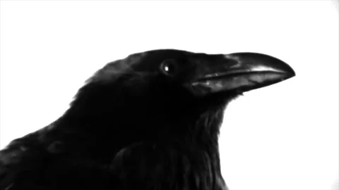 Black Raven. Macro. Stock Footage