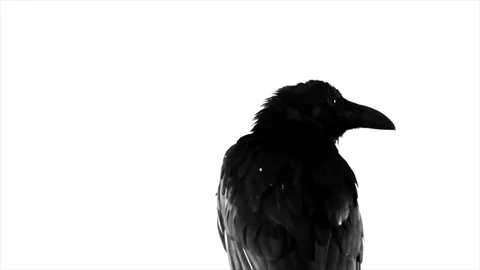 Black Raven. Macro. Stock Footage 81809031