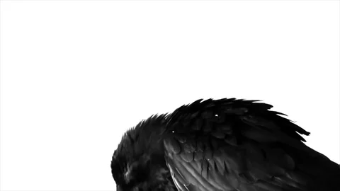 Black Raven. Macro. Video stock 81809061