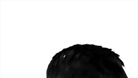 Black Raven. Macro. Stock Footage 81809259