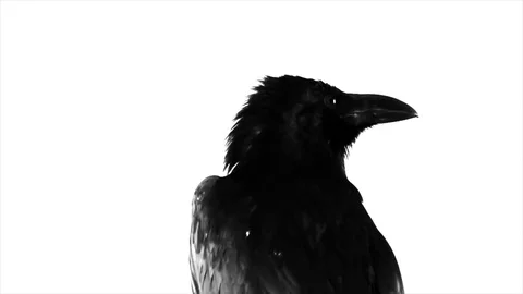 Black Raven. Macro. Stock Footage 81825036