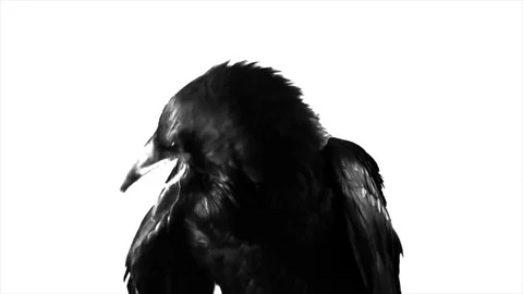 Black Raven. Macro. Stock Footage 81827181