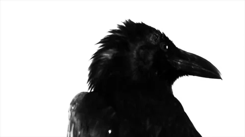 Black Raven. Macro. Stock Footage 81827236
