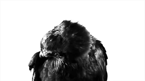 Black Raven. Macro. Video stock 81828312