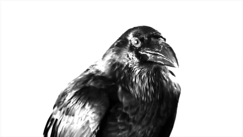 Black Raven. Macro. Stock Footage 81828895
