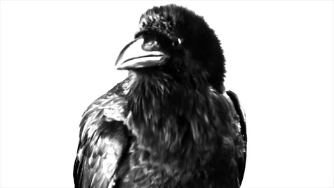 Black Raven. Macro. Stock Footage 81829105