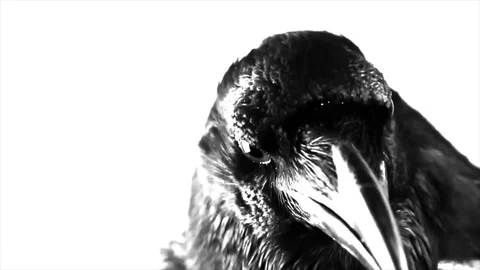 Black Raven. Macro. Stock Footage 81829305