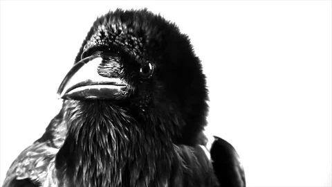 Black Raven. Macro. Stock Footage 81829636