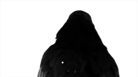 Black Raven. Macro. Stock Footage 81869073