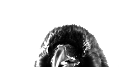 Black Raven. Macro. Stock Footage 81869747