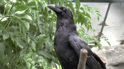 Black Raven Perched on Branch Inside an Aviary 스톡 동영상 77226814