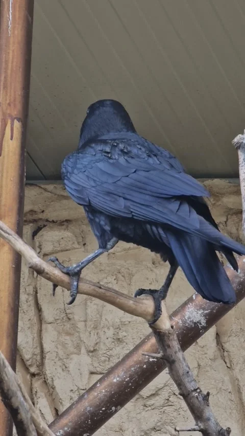 Black raven perched gracefully on a branch Stock Footage 300159151