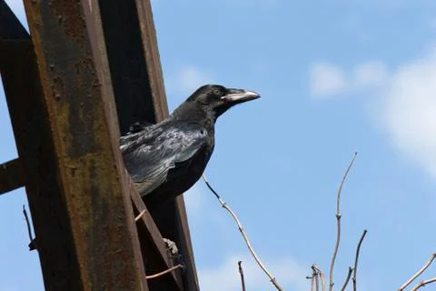 Black raven Stock Photos