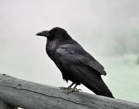 Black raven Photos