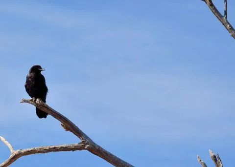 Black raven Stock Photos