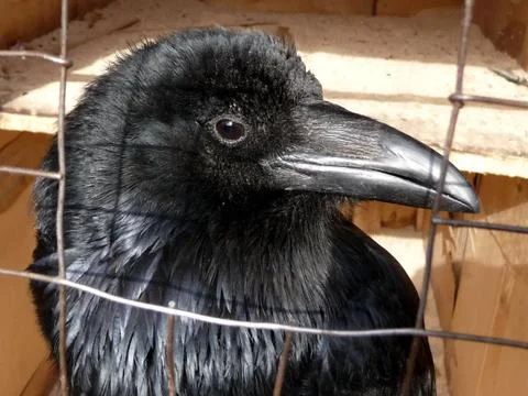 Black raven Stock Photos