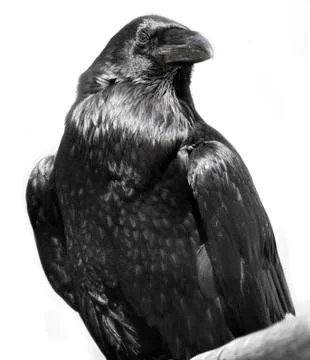 Black raven Stock Photos