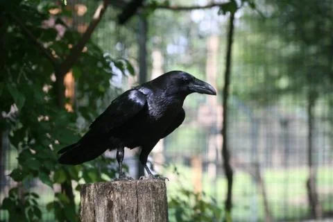 Black raven Stock Photos
