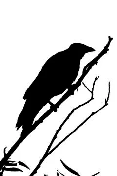 Black Raven. Stock Photos