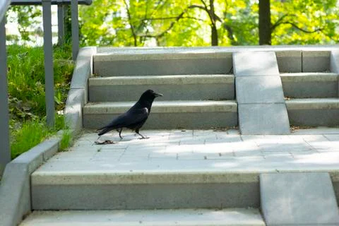 Black Raven Foto stock