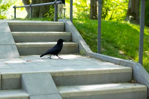 Black Raven Foto stock