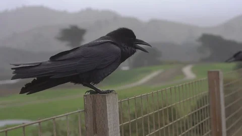 Black raven on the rainy beach. 스톡 동영상 112954364