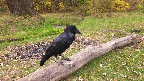 Black raven sitting on a log against the backdrop of a stream in an autumn park Stock Footage 316777500