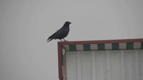 A black raven sitting on top of an empty beach chair on an overcast day Stock Footage 100020914