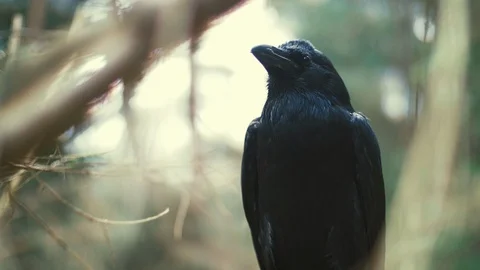 Black raven sitting on tree examining something below. Feathered forest dweller Stock Footage 111983298