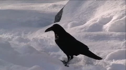 Black Raven In Snow Stock Footage 9539923