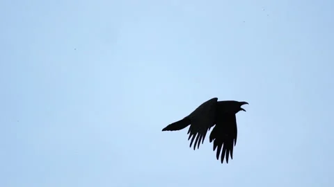 Black raven spreading its wings flies in the sky Stock Footage