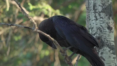 Black raven standing on a branch looking around Stock Footage 88300745