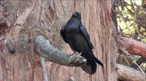 Black Raven on Tree Branch Stock Footage 12466681