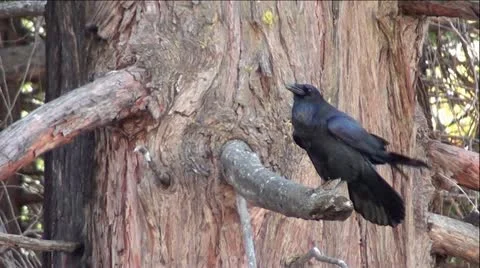 Black Raven In Tree Видео 12466657