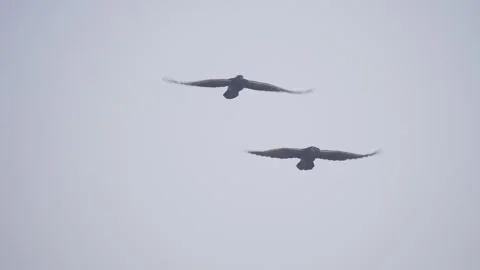 Black raven two birds in flight in slow motion, common raven flying Stock Footage 318729045