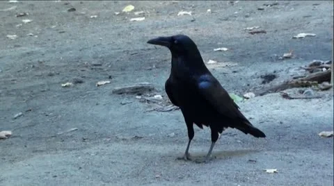Black Raven Walking Towards Camera Vídeo Stock 12337848