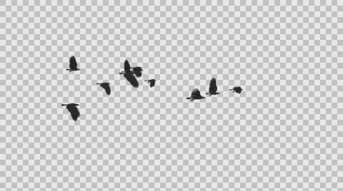 Black Ravens - 11 Birds Flock - Flying Loop - Alpha Channel Stock Footage