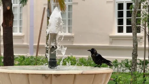 Black Ravens Bathing in Ornate Stone Fountain in City Park Garden Stock Footage 340866803