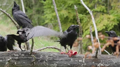 Black ravens eat meat Stock Footage 310041663