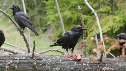 Black ravens eat meat Stock Footage 310041664