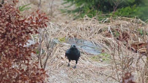 Black Ravens Stock Footage 277915403