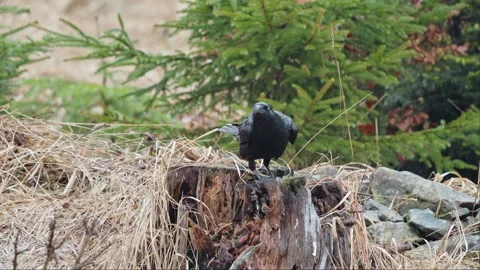 Black Ravens Stock Footage 277915417