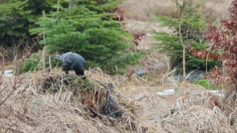 Black Ravens Stock Footage 277915478