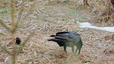 Black Ravens Stock Footage 277915488